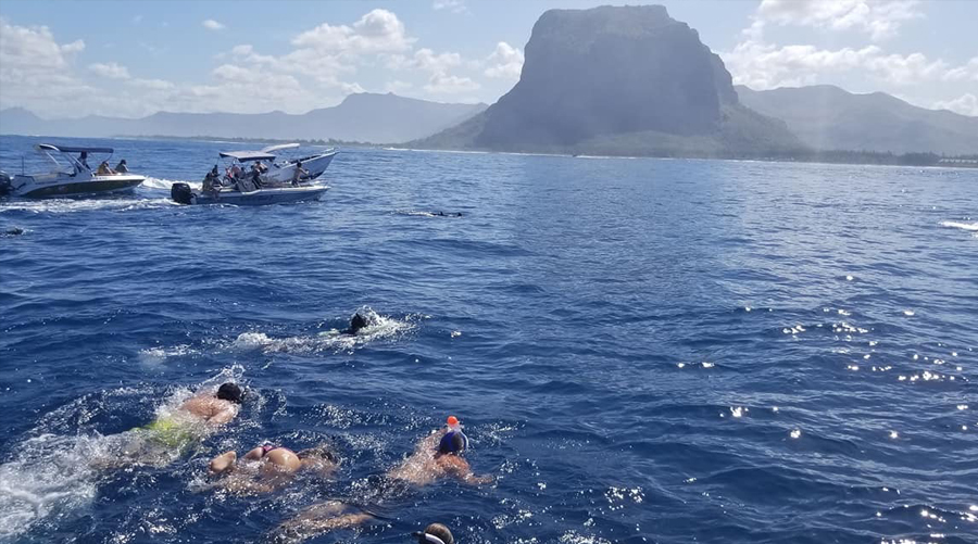 Benitier Island & Dolphins