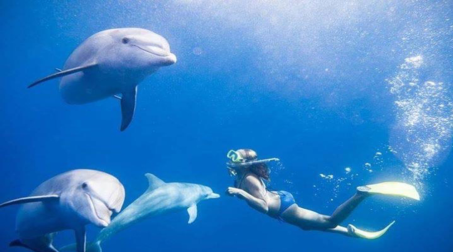 Benitier Island & Dolphins