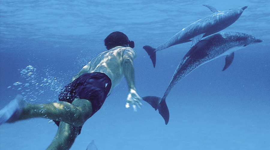 Swim With Dolphins In Mauritius