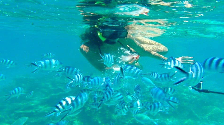 Swim With Dolphins In Mauritius