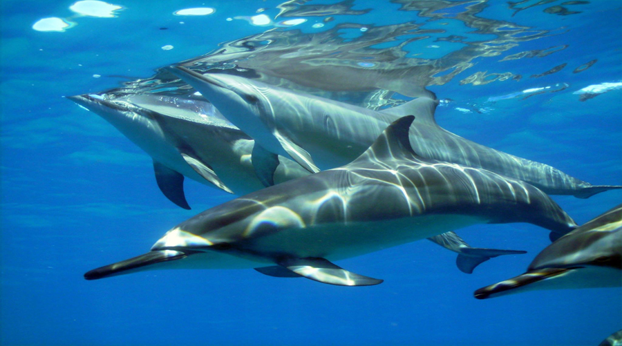 Swim With Dolphins In Mauritius