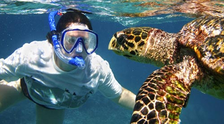 Swim With Turtle