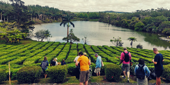 Mauritius Tea Route